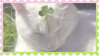 cat with clover